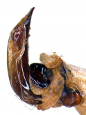 Pterostichus (Lyrothorax) amagisanus Tanaka & Ishida, 1972