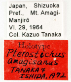 Pterostichus (Lyrothorax) amagisanus Tanaka & Ishida, 1972