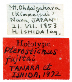 Pterostichus (Lyrothorax) fujitai Tanaka & Ishida, 1972