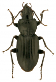 Pterostichus (Melanius) corvinus (Dejean, 1828)