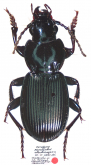 Pterostichus (Morphnosoma) chechcirensis Lafer, 1979: 28