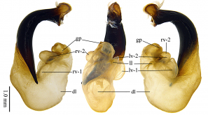 Pterostichus (Morphnosoma) maryseae Sun & Shi, 2018