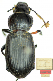 Pterostichus (Morphnosoma) melanodes (Chaudoir, 1878)