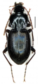 Pterostichus (Morphohaptoderus) schuelkei Sciaky & Wrase, 1997: 1102