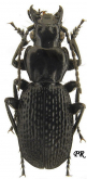 Pterostichus (Myosodus) aibgensis Starck, 1890