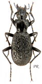 Pterostichus (Myosodus) lacunosus (Chaudoir, 1844)