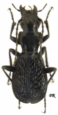 Pterostichus (Myosodus) intricatus roubalianus (Lutshnik, 1928)