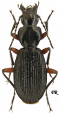 Pterostichus (Myosodus) rudestriatus (Reitter, 1883)
