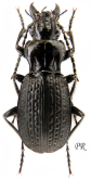 Pterostichus (Myosodus) schoenherri Faldermann, 1836