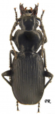 Pterostichus (Myosodus) variabilis (Menetries, 1832)