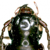 Pterostichus (Daisenialoe) fujimurai fujimurai s.str.