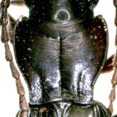 Pterostichus (Daisenialoe) fujimurai fujimurai s.str.