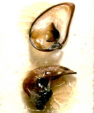 Pterostichus (Daisenialoe) fujimurai fujimurai s.str.