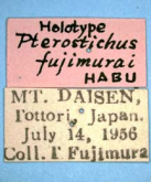 Pterostichus (Daisenialoe) fujimurai fujimurai s.str. (Label)