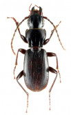 Pterostichus (Daisenialoe) fujimurai fujimurai s.str. as muranishii Tanaka, 1958
