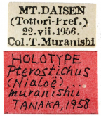 Pterostichus (Daisenialoe) fujimurai fujimurai s.str. as muranishii Tanaka, 1958