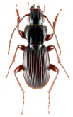 Pterostichus (Nialoe) fujisanus Tanaka & Suga, 1972
