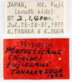 Pterostichus (Nialoe) fujisanus Tanaka & Suga, 1972