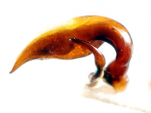 Pterostichus (Nialoe) mitoyamanus Tanaka, 1971