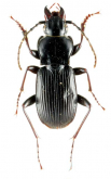 Pterostichus (Nialoe) okutamae Tanaka, 1963