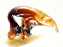 Pterostichus (Nialoe) okutamae Tanaka, 1963