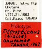 Pterostichus (Nialoe) okutamae Tanaka, 1963
