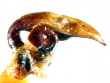 Pterostichus (Nialoe) rhanis angustistylis Tanaka, 1958
