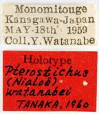 Pterostichus (Nialoe) watanabei Tanaka, 1960