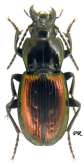 Pterostichus (Oreophilus) bicolor Aragona, 1830 [nom.cons.]