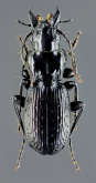 Pterostichus (Oreophilus) impressus (Fairmaire & Laboulbene, 1854)
