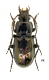 Pterostichus (Oreophilus) jurinei (Panzer, 1803)