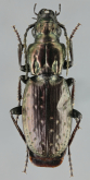 Pterostichus (Oreophilus) variolatus carniolicus Ganglbauer, 1891