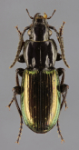 Pterostichus (Oreophilus) xatartii (Dejean, 1828)