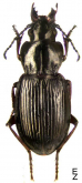 Pterostichus (Petrophilus) dauricus Gebler, 1832