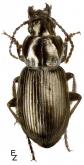 Pterostichus (Petrophilus) dilutipes Motschulsky, 1844
