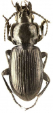 Pterostichus (Petrophilus) eximius A. Morawitz, 1862