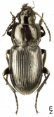 Pterostichus (Petrophilus) magus magus Mannerheim, 1825