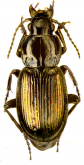 Pterostichus (Petrophilus) montanus Motschulsky, 1844