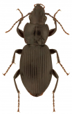Pterostichus (Petrophilus) novus Straneo, 1944