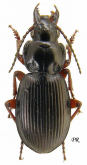 Pterostichus (Petrophilus) septentrionis Chaudoir, 1868