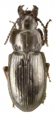 Pterostichus (Petrophilus) seriatus Chaudoir, 1850