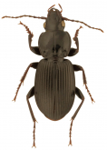 Pterostichus (Petrophilus) stygicus (Say, 1823)