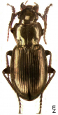 Pterostichus (Petrophilus) subaeneus Chaudoir, 1850