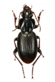 Pterostichus (Petrophilus) thunbergi A. Morawitz, 1862b: 325
