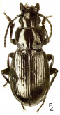 Pterostichus (Petrophilus) triseriatus Gebler, 1847