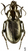 Pterostichus (Petrophilus) urengaicus Jurecek, 1924