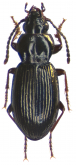 Pterostichus (Phonias) kutensis Poppius, 1905