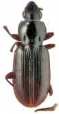 Pterostichus (Biphonias) ripensis (Motschulsky, 1866)