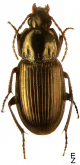 Pterostichus (Pledarus) gibbicollis (Motschulsky, 1844)