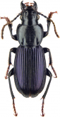 Pterostichus (Pseudethira) gerdi Schmidt, 2009